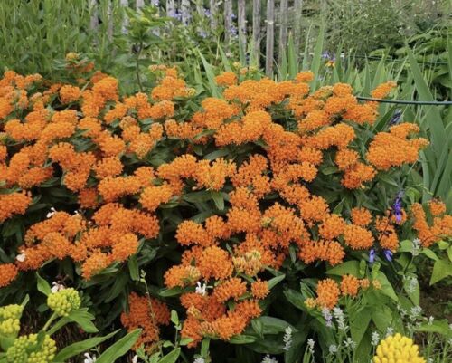 10 Butterfly Weed Plant Asclepias Tuberosa Perennial Bare Root Monarch Perennial - Picture 4 of 10