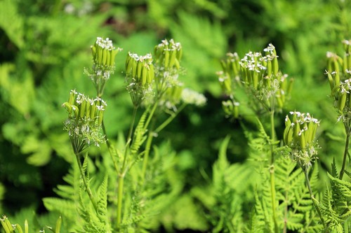 20 SWEET CICELY Myrrhis Odorata Herb Fragrant Flower Licorice Flavor Seeds - 第 6/7 張圖片