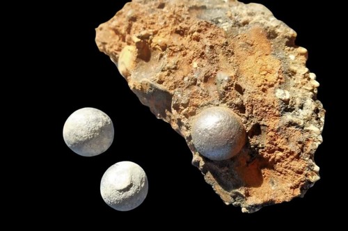 SHIPWRECK 1600s Musket Bullet Clump Dutch East India Company Colonial Era Campen - Picture 2 of 6