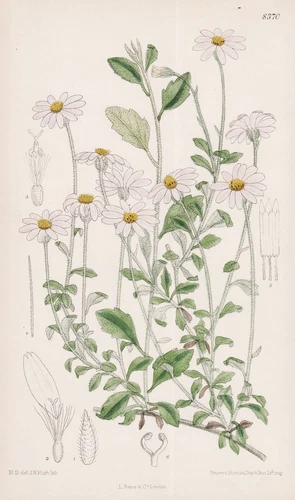 Felicia Petiolata South Africa botany flower botany lithograph Curtis 8370 - Picture 1 of 1