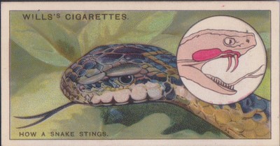 (F337-36) 1900s GB WILLS S Cigarettes Card Snake stings no.44 (AK)