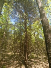 Eastern Red Cedar Seeds (Juniperus virginiana) Berries - Free Shipping -