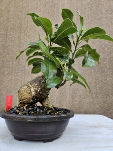 led house plant Fluora Floor Plant | Elevated Mood Lighting main image 0