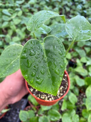 Monstera Deliciosa Tropical Split Leaf Plant | Indoor & Outdoor Live In 4  pot | eBay