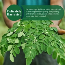 2.6 Oz Moringa Leaves, Natural Dried Moringa Oleifera Loose Leaves, Herbal Tea