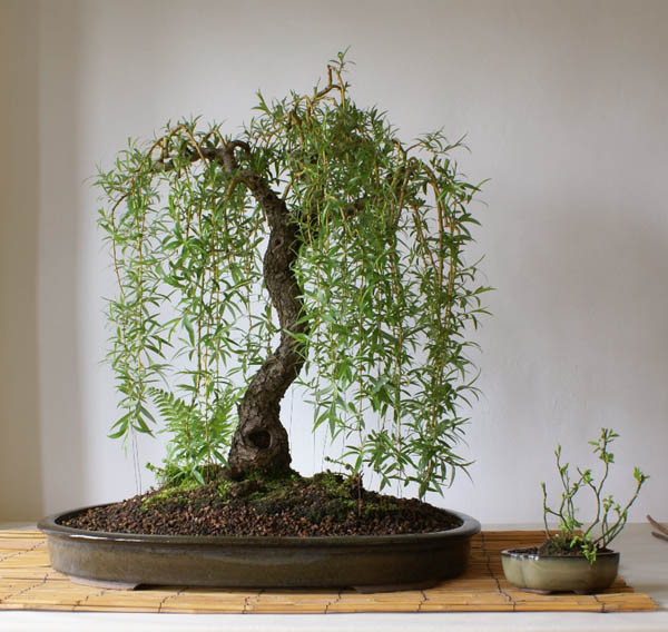 3 x Stecklinge Echte Trauerweide Salix babylonica Pre Bonsai Baum DE |  eBay.de