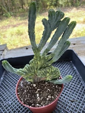 Rare Cactus - Myrtillocactus Geometrizans Crested var. Fred variegata