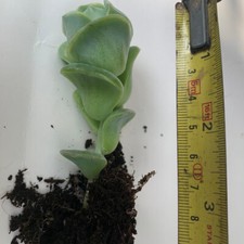 x1 Graptoveria Lovely Rose Plantlet - Succulent - Rooted - 5cm+