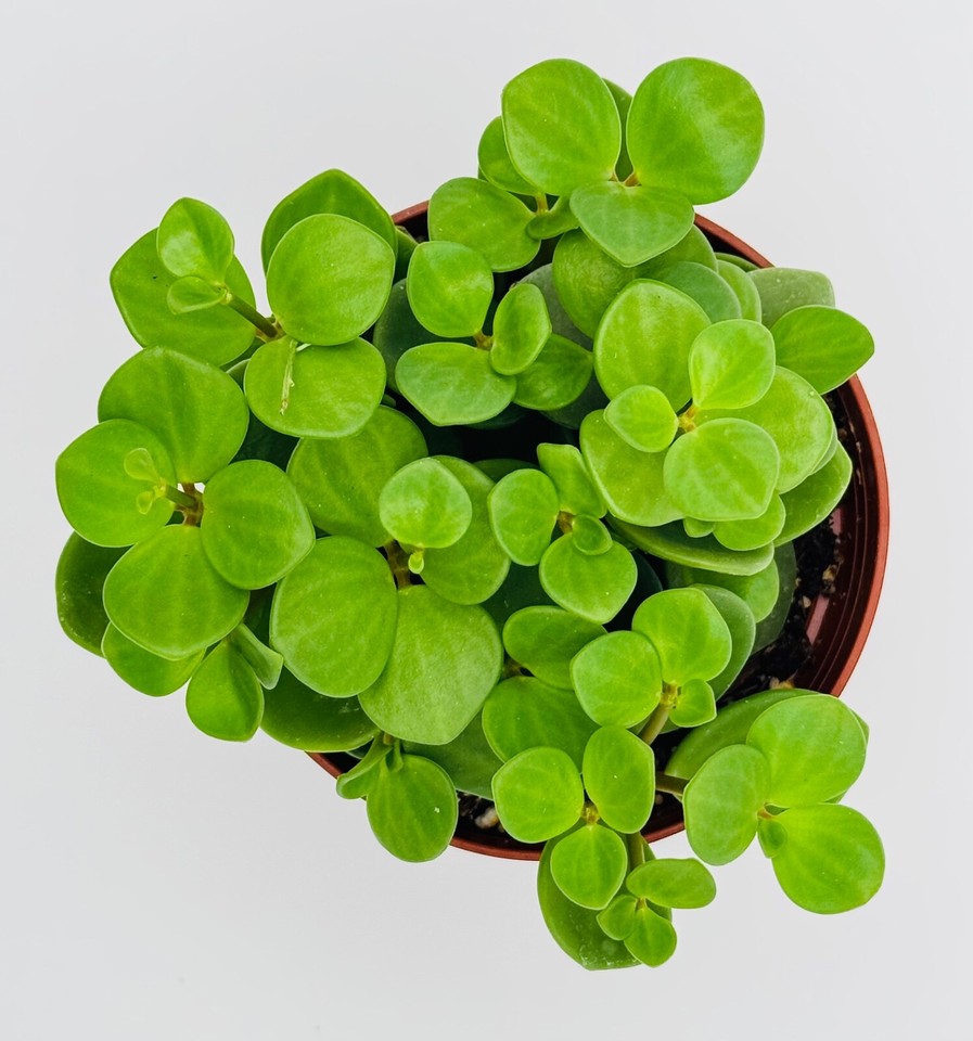 Peperomia Hope Tetraphylla Live Plant in 4" inch pot wellRooted w