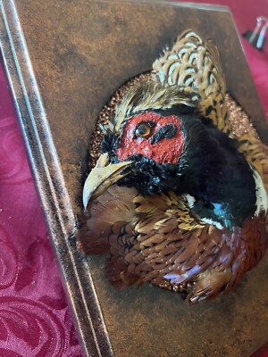 RINGNECK PHEASANT -TAXIDERMY - HEAD MOUNT