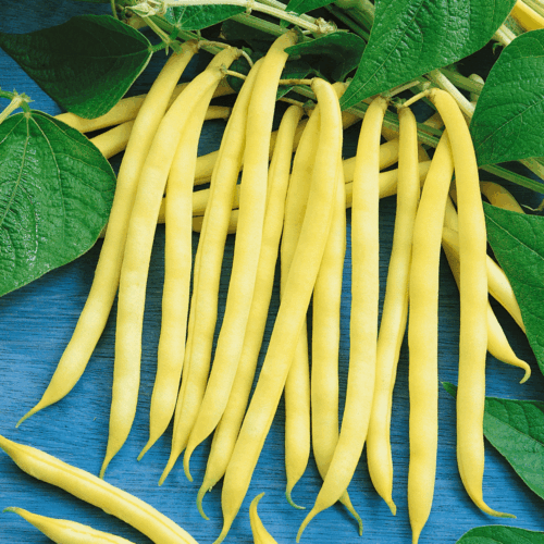 HEIRLOOM GREEN BEAN garden 250+ seeds 10 Varieties NON-GMO PURE PROTEIN - Picture 7 of 9