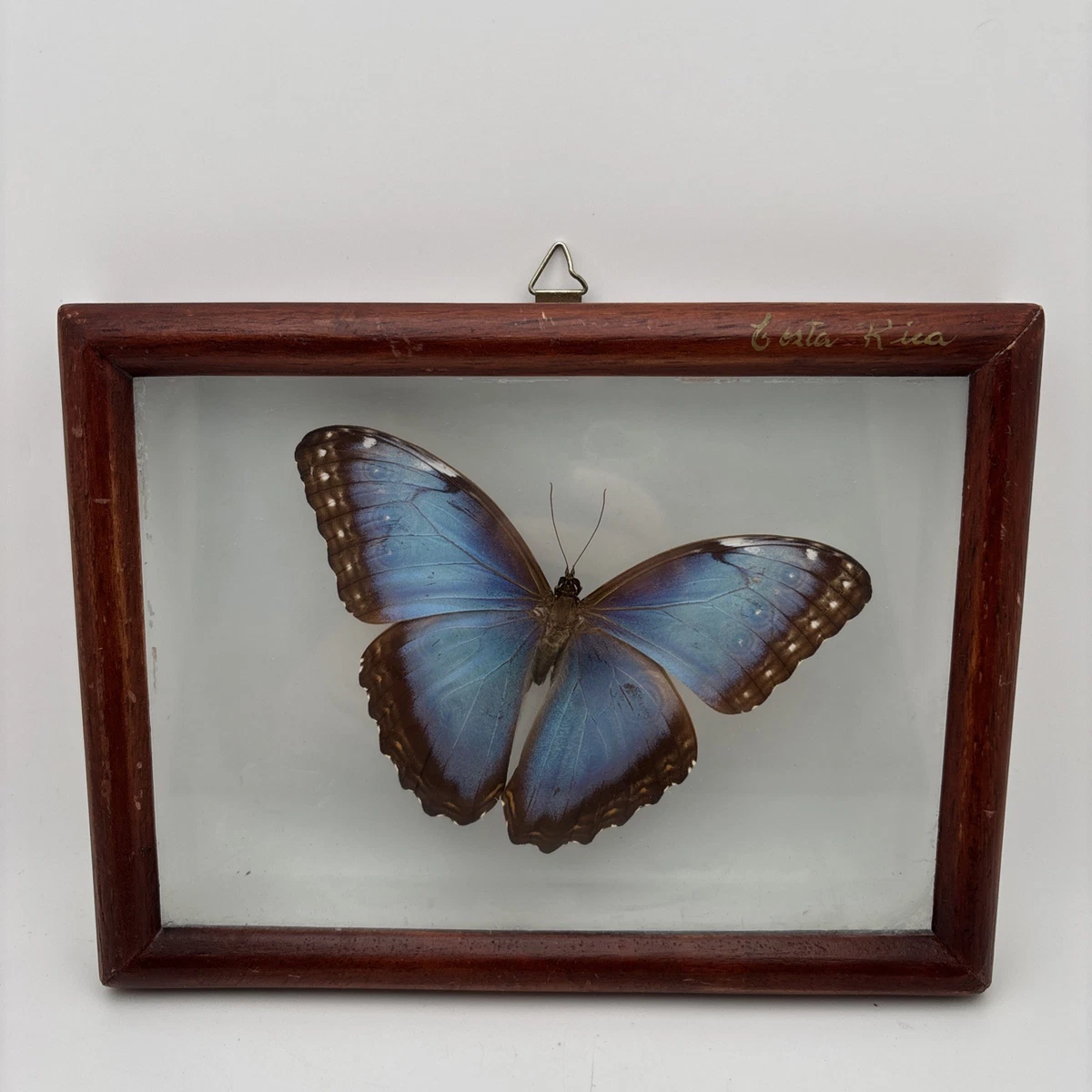 蝴蝶标本剥制术| eBay