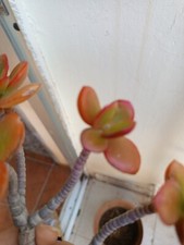 Crassula Ovata Crosby Recién Cortadas