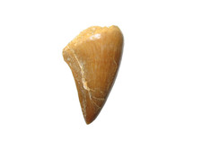 Cretaceous mosasaur reptile tooth fossil Thalassotitan pterygoid display #P4