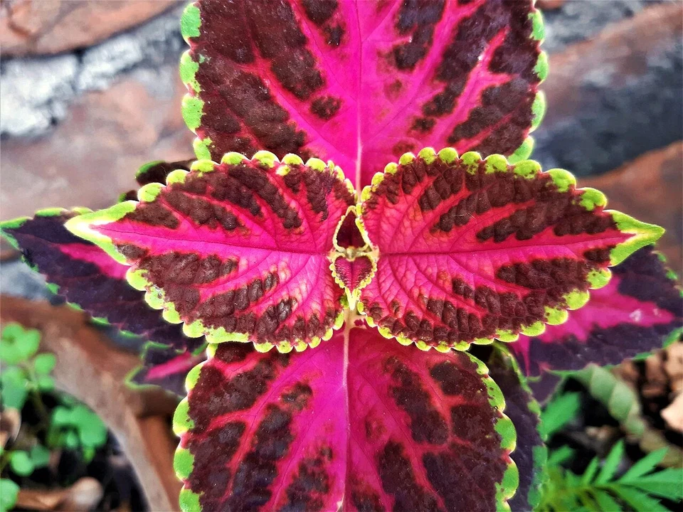 Rainbow Mix Coleus Seeds - For 2025 Planting Mixed Colors Shade House Plant - Image 3 of 4