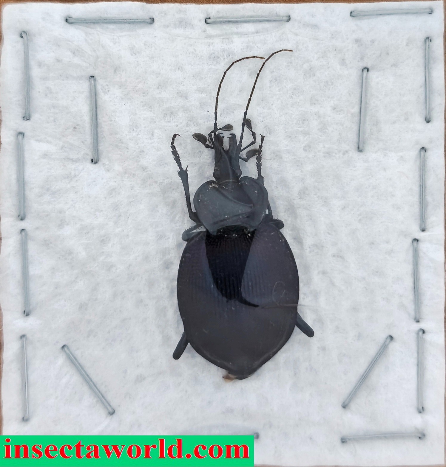 Carabidae, Carabinae, Cychrini Scaphinotus (Scaphinotus) unicolor shoemakeri USA