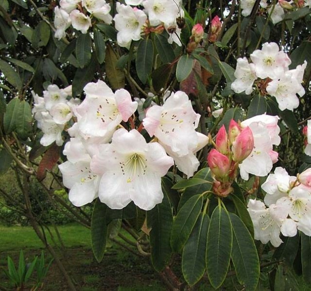 Rhododendron griffithianum | 100_Seeds | eBay