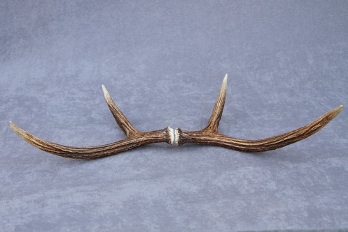 JUEGO/PAR DE ASTAS DE ALCE SALVAJE COBERTIZO (CUERNO, CUCHILLO, MASTICACIÓN, TAXIDERMIA, LÁMPARA) - Imagen 7 de 12