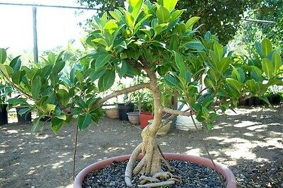 Croissance rapide Banyan Tree-strangler Fig-Graines fraîches