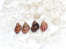 TRICOLIA PULLUS PULLUS SPECIAL COLOUR COLLECTION
