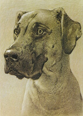 Great Dane ''Undocked'' - CUSTOM MATTED - 1976 Vintage Dog Art Print - Cozzaglio