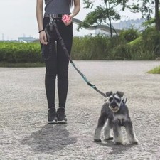 Running Belt & Lead Hands Free - Waist Belt Bungee Dog Lead for Running, Walking