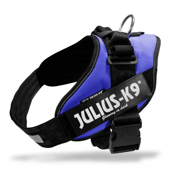 Julius top k9 rottweiler