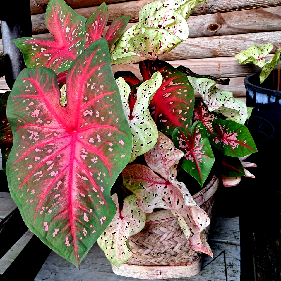 Bombillas de caladio para plantar, mezcla 6 bombillas varios colores de Florida Foto 2 de 4