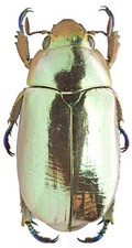 Chrysina for collectors | Gold Beetles, Jewel Scarabs