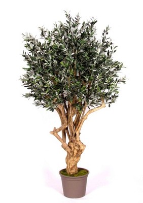 artplants Deko Olivenbaum COTARIO, Echtstamm, mit Früchten, 225cm