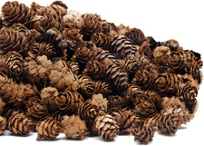 250 PCS Christmas Natural Mini Pine Cones-Thanksgiving Pinecones Ornaments for D