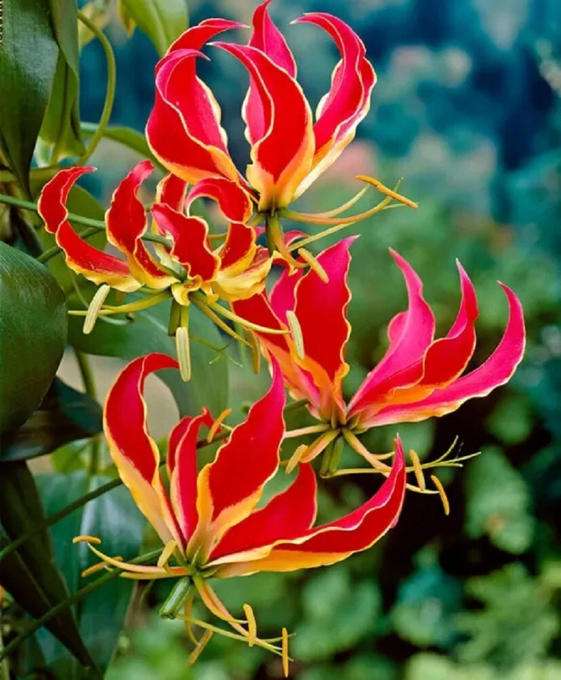 5 graines LYS GRIMPANT DE MALABAR(Gloriosa Rothschildiana)G149 GLORY LILY SEEDS