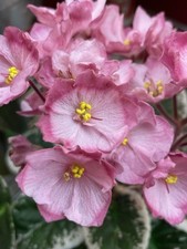 African Violet Leaves (2), Hunter's Bullseye (Stnd); New!