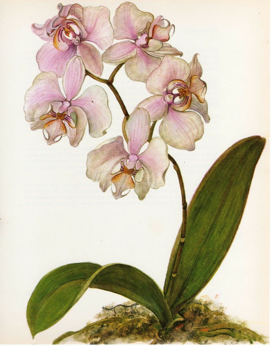 Vintage Botanical Print Orchid Flower Print Wall Art