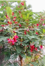 30+Red Hummingbird Tree Seeds, Sesbania grandiflora, Vegetable Tree, KatudayUSA