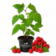 Mysore Raspberry Bush - 1 Live Plant in a 2