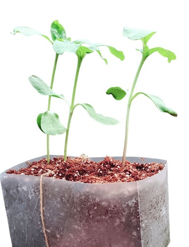 Sunflower Plug Plants | Stems Height are about 50–80cm | Grows Up to 2M (6.5ft)P - Picture 54 of 82