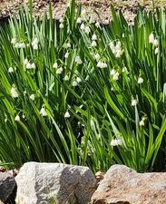 15 Bulbs Leucojum aestivum Southern Snowflake Spring Summer Bulbs White Flowers
