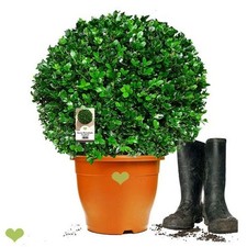 Buchsbaum Kugel 'Faulkner' 40cm o. Topf - Cont. 12L - 8 J.- Asiatische Variante