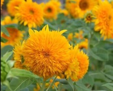 20 SEEDS Dwarf Teddy Bear Sunflower Seeds. Non GMO Heirloom Free Shipping