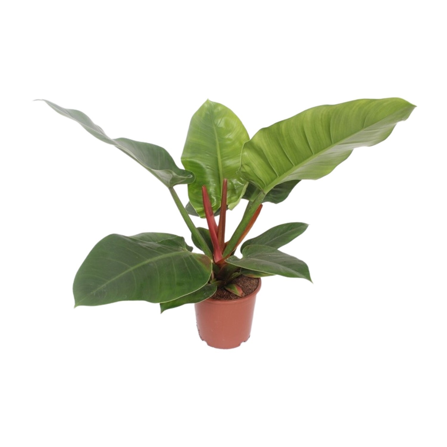 Philodendron Imperial Green - Planta de interior - Ø17cm - ↑60cm