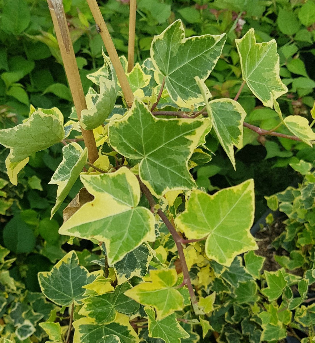 Hedera Glacier Lierre Panaché Feuillage Persistant Isolant Phonique Murs