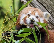 Nature Red Panda Bear Glossy Photo Close Up Print Wall Art Poster Animals