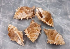 Medium Frog Seashells Creamy Tan Bursa Rana (5 shells approx. 2+ inches)
