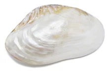 One Extra Large Polished Cebu Clam (Pair/Whole Shell) 8-9" Coastal Decorating