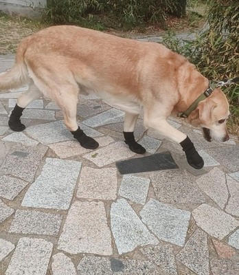 Paw Protector Dog Boots, Dog Shoes Breathable, Dog Booties with Soft and Nons...