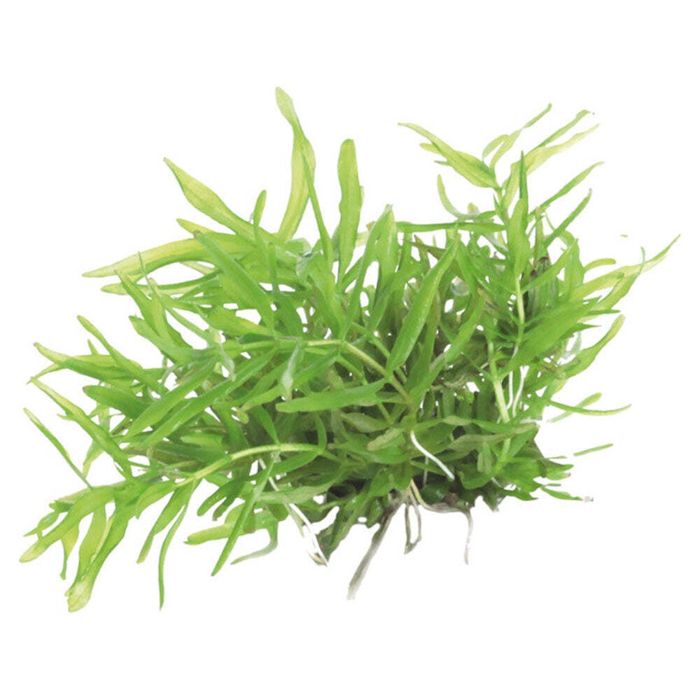 AquaFleur Easy Grow Didiplis Diandra | Live Aquarium Plant