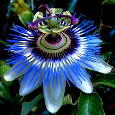BLUE PASSION FLOWER SEEDS Climber Vine Fruit Plant Hummingbirds & Butterflies!