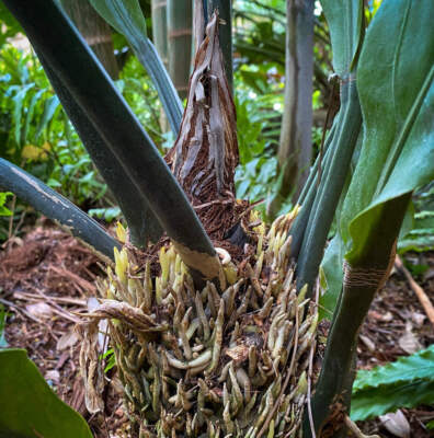 Anthurium plowmanii 5-10cm | Bird's Nest Anthurium | Wave Leaf Anthurium - Vogel