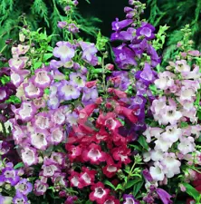 Penstemon SENSATION MIX Perennial Beardtongue Red for Hummingbirds 500+ Seeds!